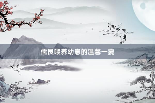 儒艮喂养幼崽的温馨一霎